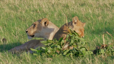 lion cub gnawing on green leaves of a branch in savuti marsh in botswana - closeup shot