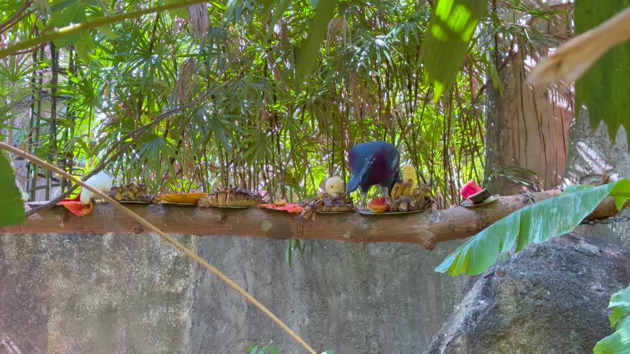 павлон ест среди пышной зелени в чонбури