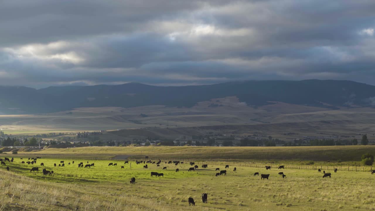 una hermosa toma matutina de ganado en un amplio pasto abierto de montana