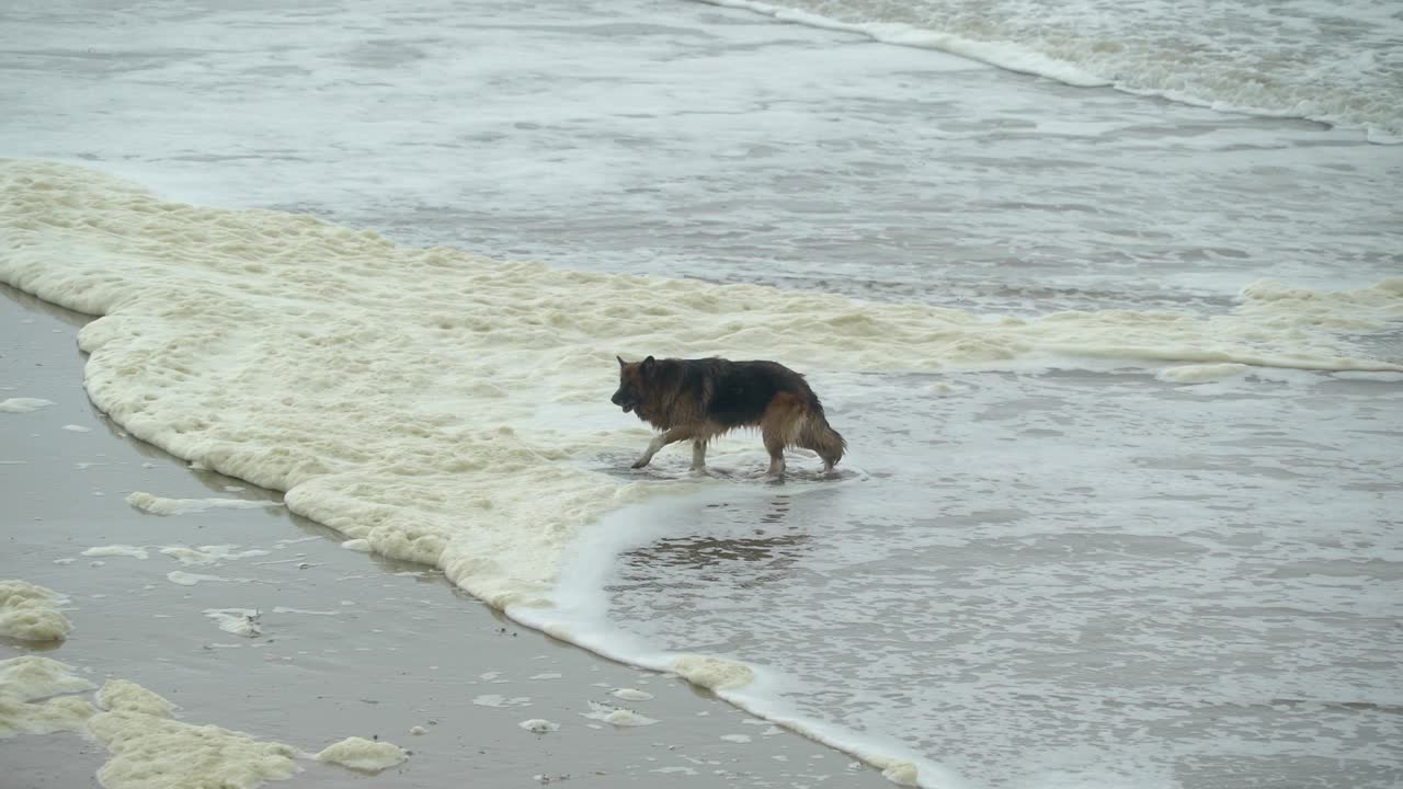 바가에서 목욕을 하는 큰 개