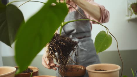 mujer de cultivo trasplantando la planta de monstera deliciosa en el hogar