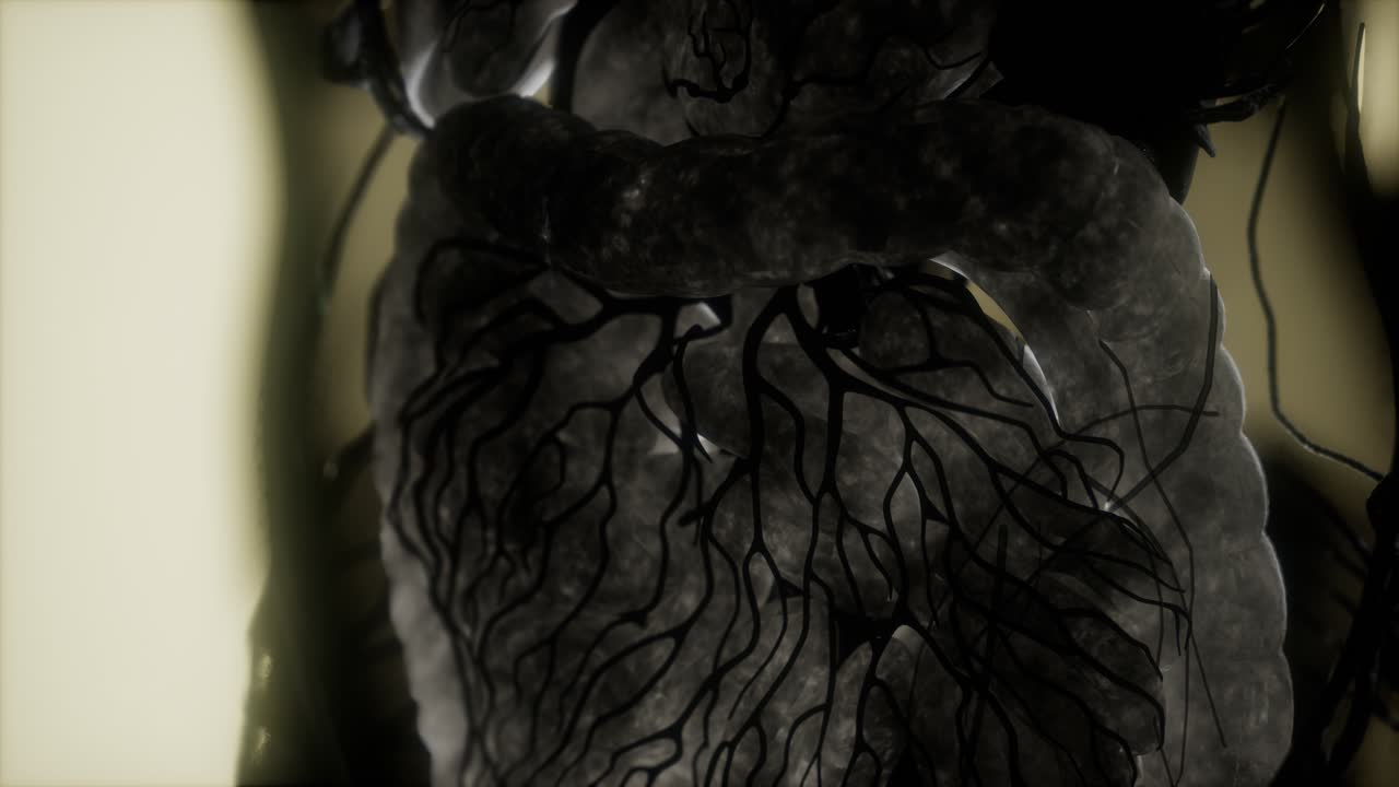 resonancia magnética de contraste de los órganos del cuerpo humano