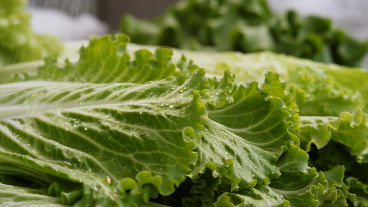 Primer plano de ángulo bajo de lechuga verde fresca enjuagándose en una superficie de preparación interior, con hojas en primer plano nítidamente enfocadas, venas visibles, bordes rizados y ondulados, y fondo suavemente desenfocado para un aspecto limpio