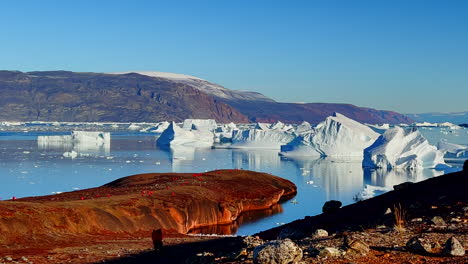 iceberg graveyard in east greenland fjords