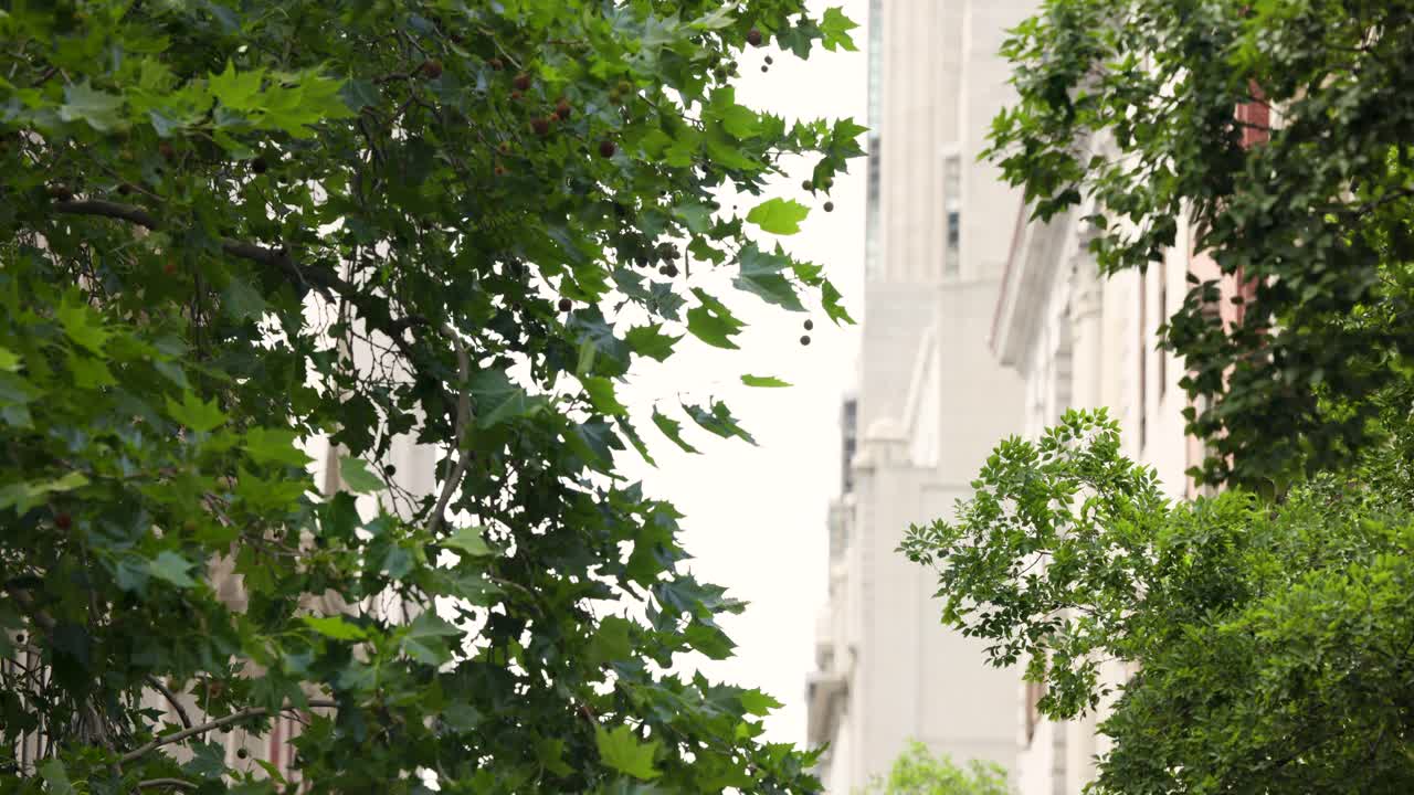 Uma árvore caducifólia de grande porte na rua está balançando enquanto a câmera revela lentamente fachadas de edifícios de cor clara.