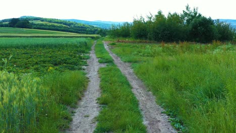 Luftaufnahme,-Flug-über-Ländlicher-Landschaft-Mit-Wachsendem-Maisfeld,-Morgensonnenaufgang