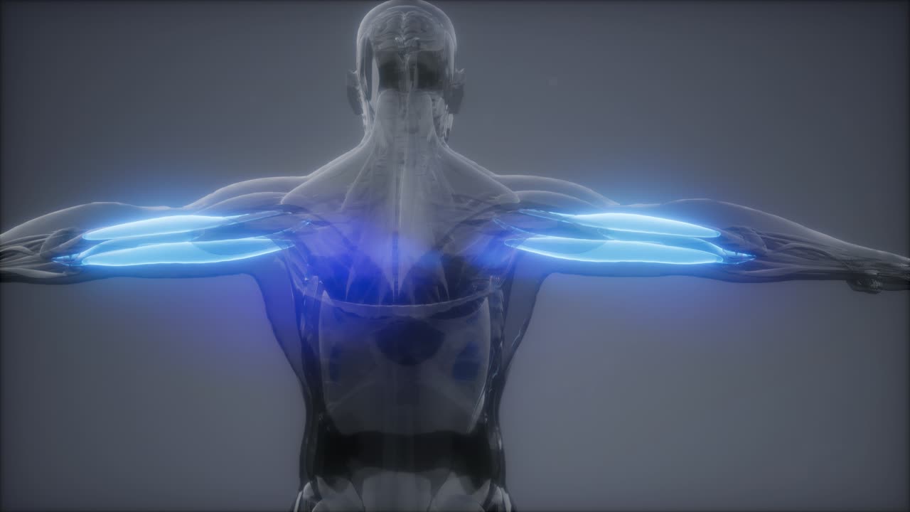 트라이세프스 - 눈에 보이는 근육 해부학 지도