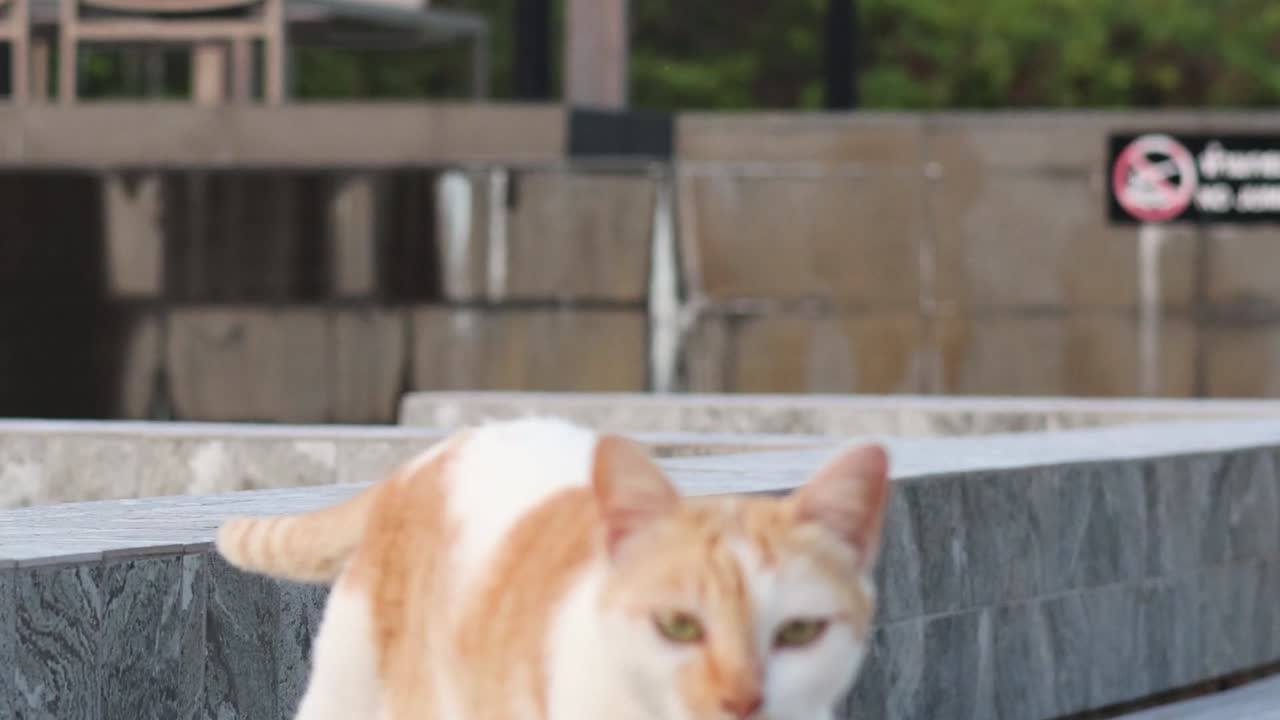An orange and white cat cautiously walks along a stone ledge, showcasing its curiosity and balance.