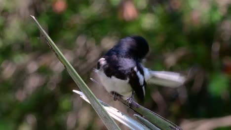 the oriental magpie-robin is a very common passerine bird in thailand in which it can be seen anywhere