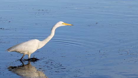 egret wading and searching for food in water