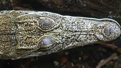 close up top down shot of crocodile with open eyes relaxing in water during sunlight - camouflages skin pattern