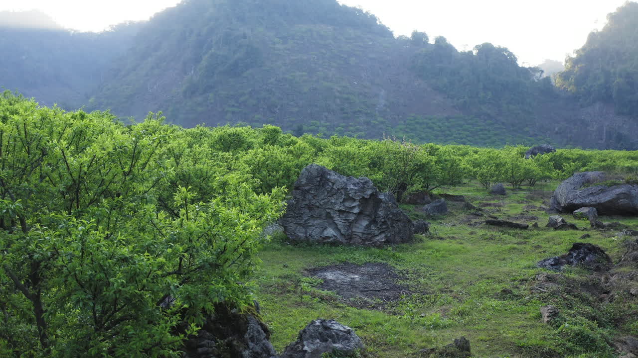 Scenic view of misty mountains and early plum blossoms in Na Ka Plum Valley, Mộc Châu