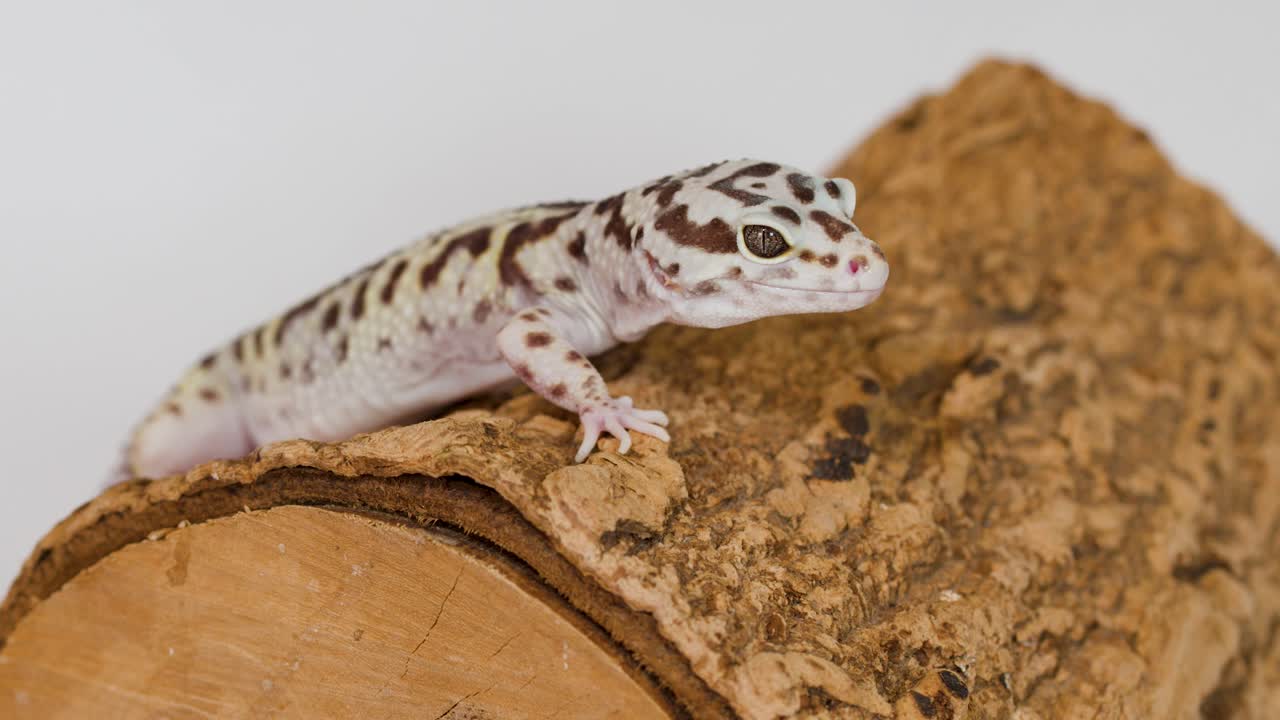 A spotted leopard gecko remains still on a textured log under bright studio lighting