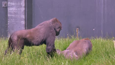 Western-lowland-gorillas-point-at-eyes-and-make-contact,-turn-away-and-walk-past