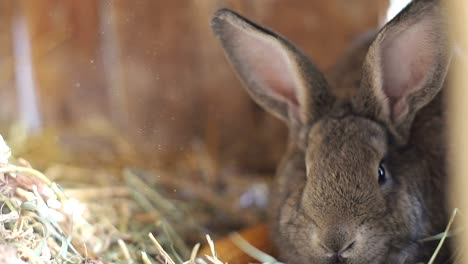 a close-up of a brown rabbit resting in hay