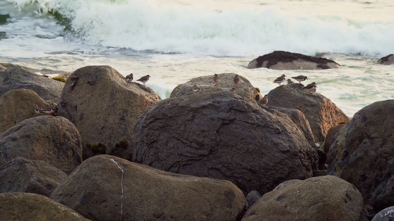 Ripresa statica di uno stormo di uccelli che riposa su massi lungo una spiaggia rocciosa a San Bartolo, Lima, Perù