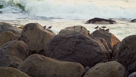 Toma-Estática-De-Una-Bandada-De-Pájaros-Descansando-Sobre-Rocas-A-Lo-Largo-De-Una-Playa-Rocosa-En-San-Bartolo,-Lima,-Perú