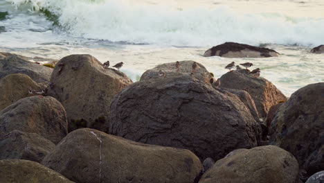 toma estática de una bandada de pájaros descansando sobre rocas a lo largo de una playa rocosa en san bartolo, lima, perú