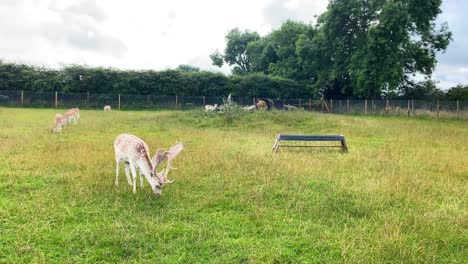 a adult fallow deer grazing on grass within a large fenced compound with a herd of smaller deer