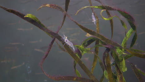 Eastern grass shrimp (Palaemon paludosus) on sea grass