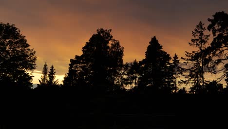 sunset over trees and a forest against the light