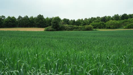un campo de avena en un día soleado de verano