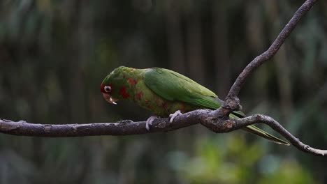 a mitred parakeet sitting on a wooden branch in a forest