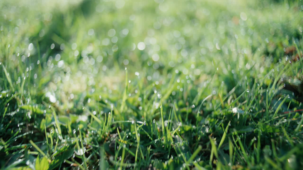 Una ripresa POV con profondità di campo ridotta a livello del suolo usando un obiettivo da 50mm. La telecamera avanza attraverso un mare d'erba verde, dove la messa a fuoco passa tra singole lame d'erba ricoperte di rugiada e le zone inondate di sole.
