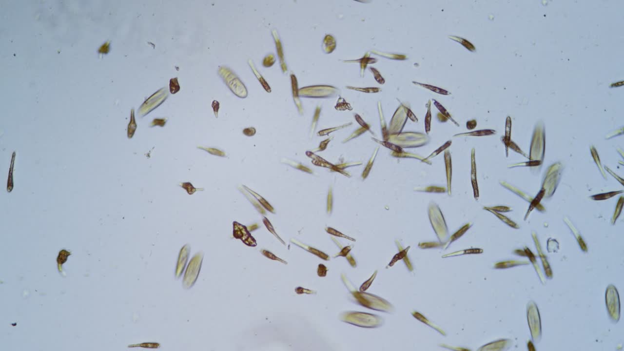 현미경 명시야의 원생동물 단세포 유기체