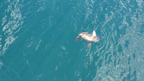 single seal or sea lion floats and spins in still patagonian sea with no land in sight, swimming shallow at surface then dives, aerial