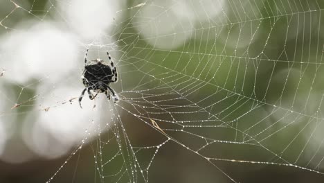 Bark-Spider-cleaning-and-tending-orb-weaver-spider-web,-Underside-Closeup