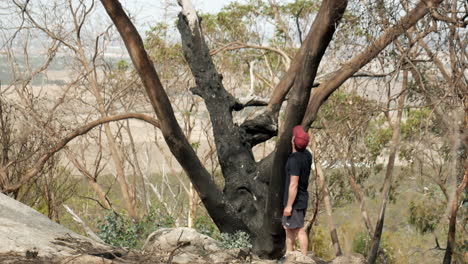 Mann-Inspiziert-Verbrannten-Buschfeuer-Beschädigten-Baum-Im-You-Yangs-Nationalpark,-Victoria-Australien