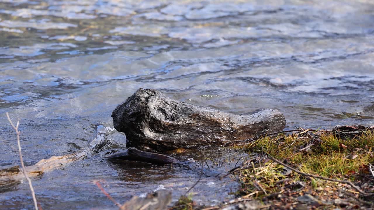 Driftwood on a lakeshore with waves splashing, captured in natural light, showcasing dynamic water movement and serene environment