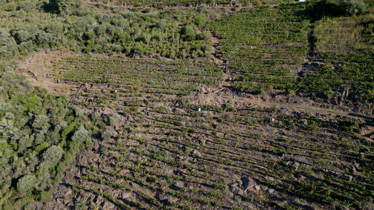 trabajadores en las terrazas de los viñedos de ribeira sacra, ourense, españa