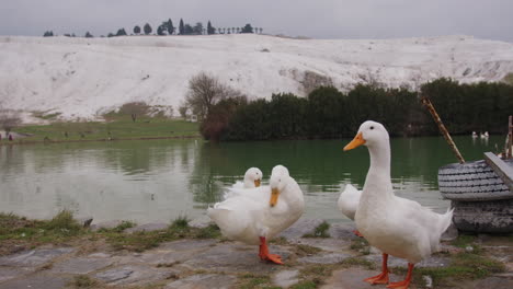 Enten-Waschen-Sich-In-Pamukkale-In-Der-Nähe-Von-Hierapolis