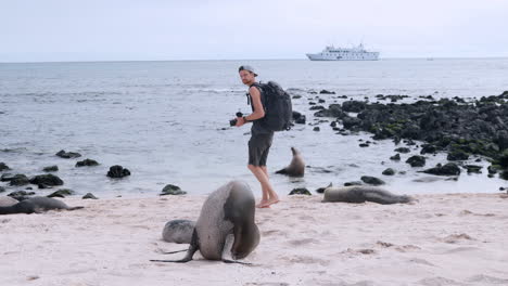 male tourist kneeling wearing backpack walking towards to galapagos sea lions on playa punta beach to film them at san cristobal island