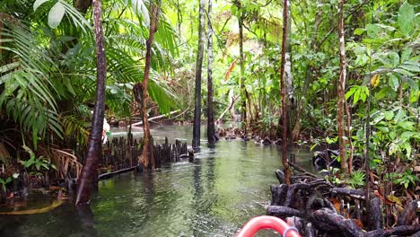 explorando los exuberantes manglares en kayak en krabi