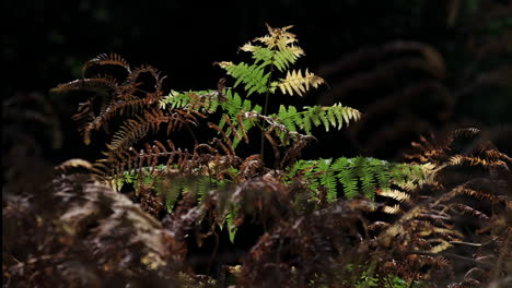 early morning light on a patch of autumn coloured bracken which has started to change colour very early this year due to the lack of rainfall in august-3