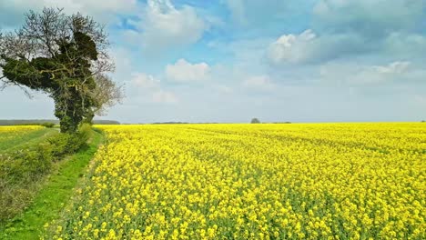 Una-Encantadora-Toma-Aérea-De-Un-Campo-De-Colza-Con-Dos-árboles-Y-Una-Tranquila-Carretera-Rural-Al-Fondo