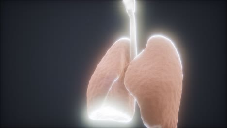 animación en 3d de los pulmones humanos
