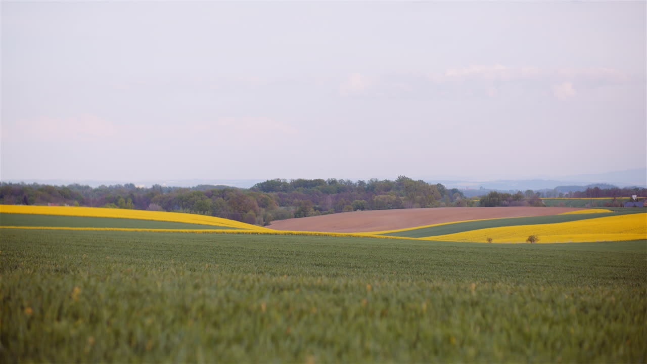 Wide View of Rural Rapeseed and Wheat Fields
