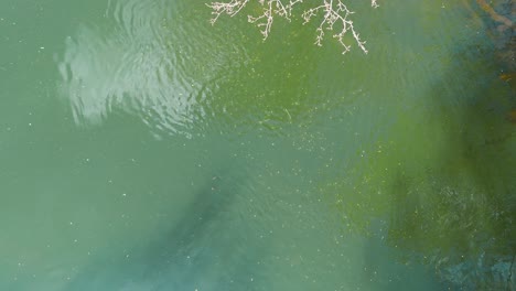 Clear water with floating algae, tree branches overhead, calm river setting, peaceful vibe