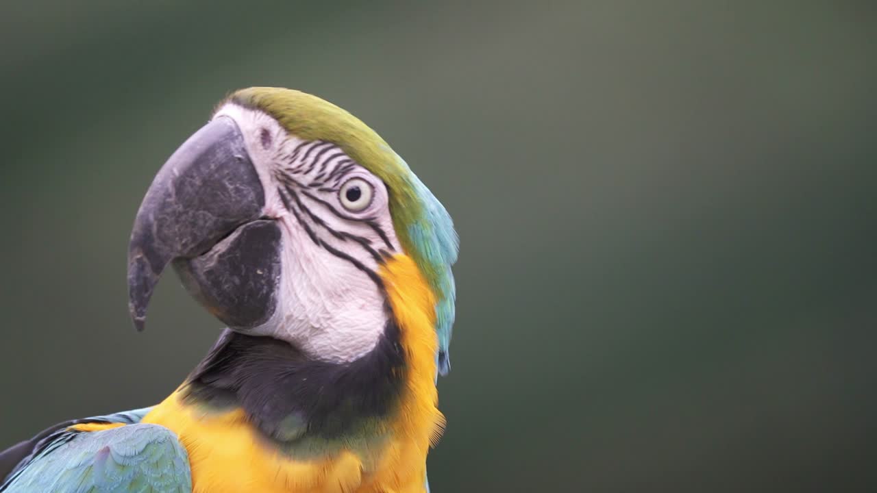 retrato de un hermoso guacamayo azul y amarillo en cámara lenta