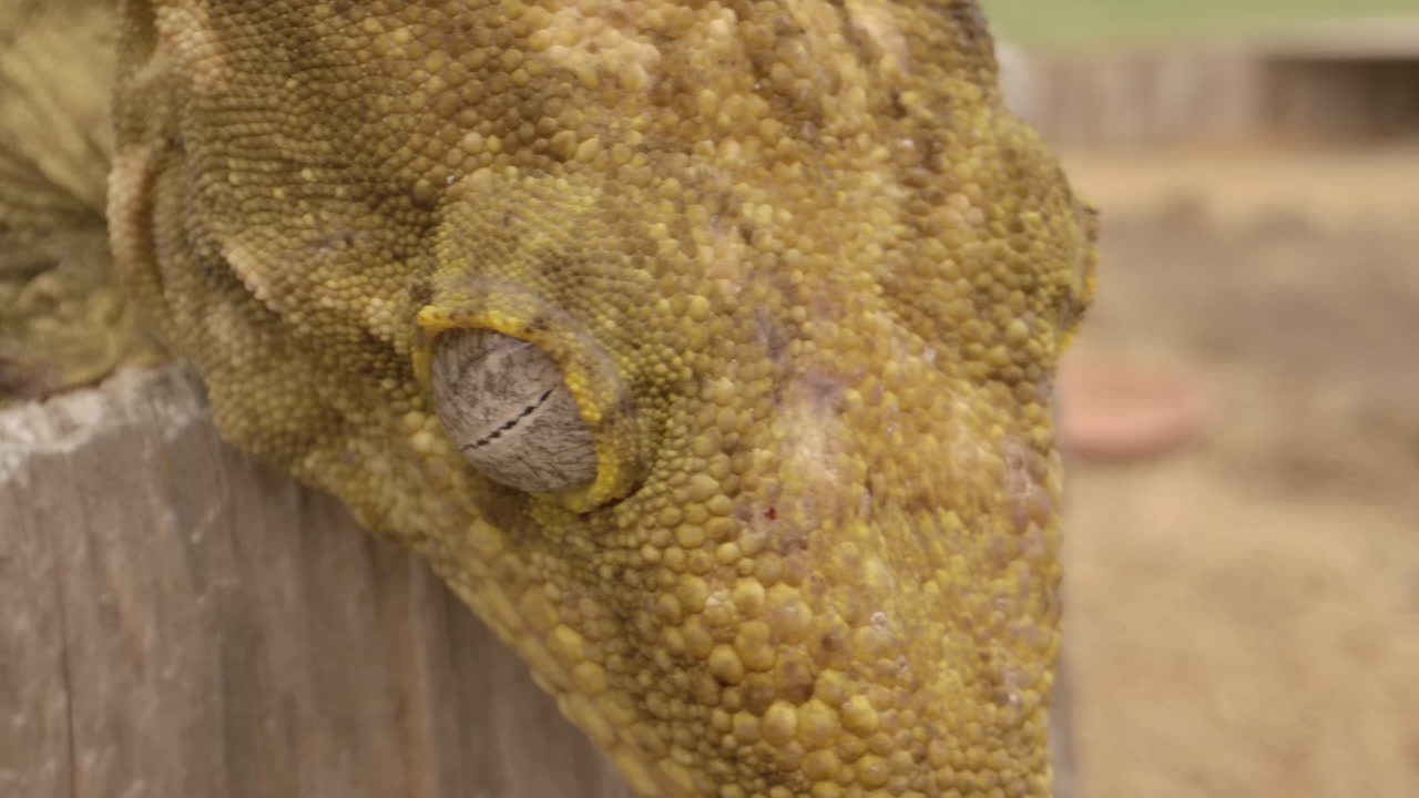 pan de gecko caledonian globo ocular y cara