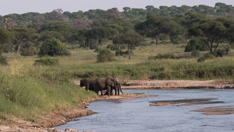 A-group-of-Elephants-drinking-from-a-river,-Tarangire-National-Park,-Tanzania