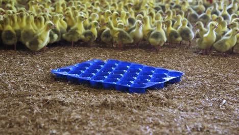 Gänseküken-In-Der-Indoor-Farm,-Die-Wasser-Bekommen