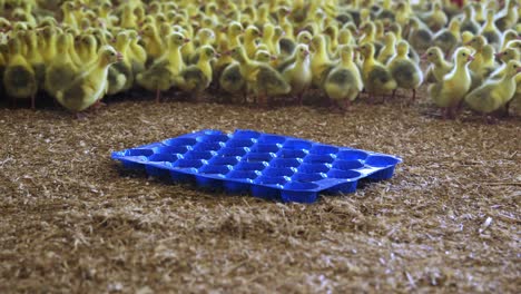 goslings en granja interior que reciben agua