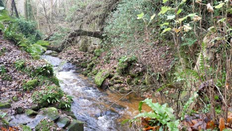 almeja río que fluye colorido idílico bosque de otoño exuberante follaje campo dolly izquierda