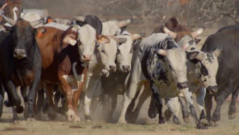 una manada de toros huyendo de un vaquero en el campo de texas