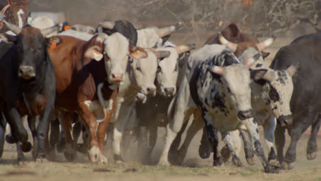 herd of bulls running from a wrangling cowboy in texas countryside